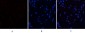 HMG-1 Polyclonal Antibody
